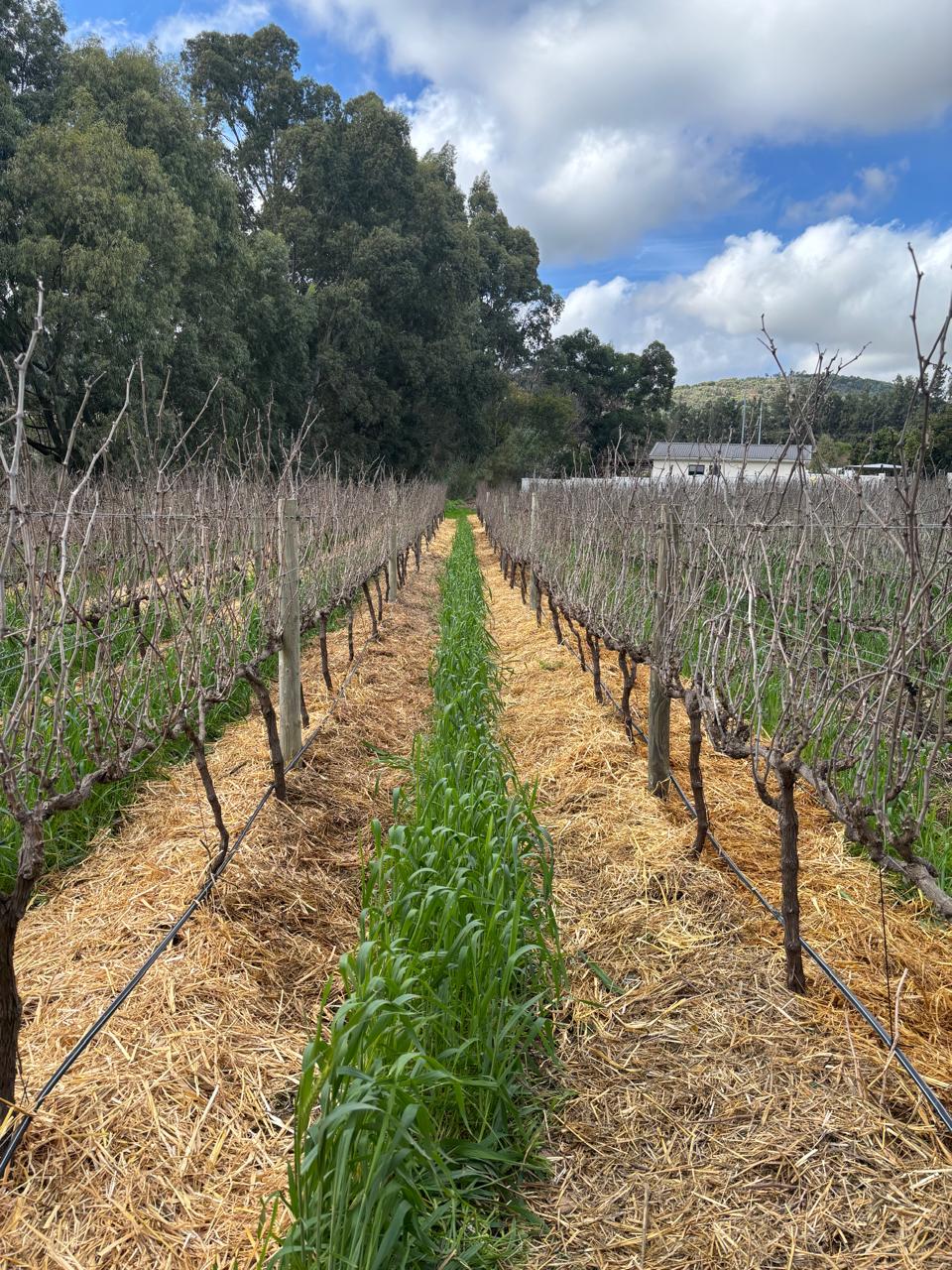 Winter Vinyard