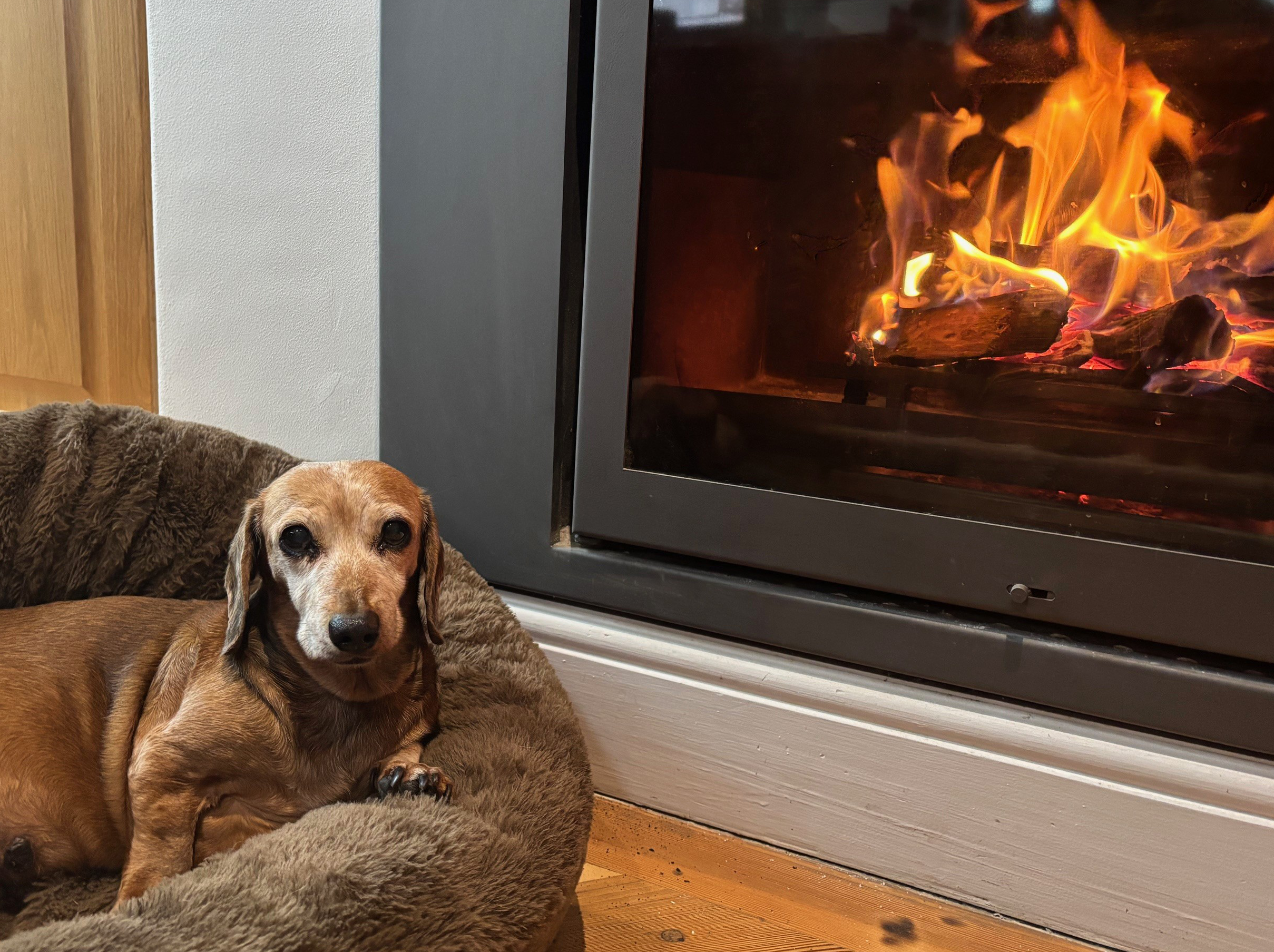 Lassy by fire
