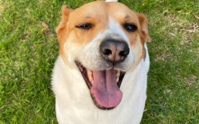 Nibby Takes Charge: Head of Pest Control